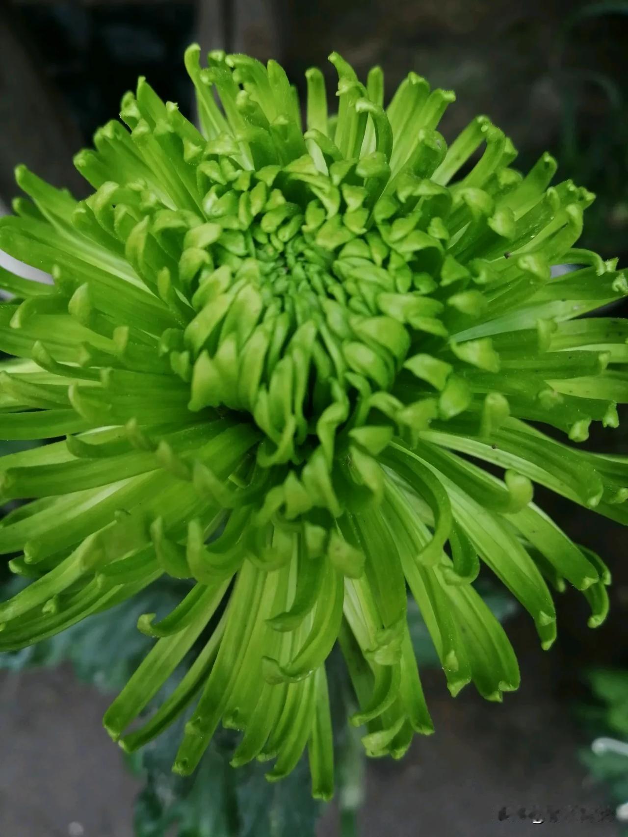 能否分享一张你拍的花卉照片