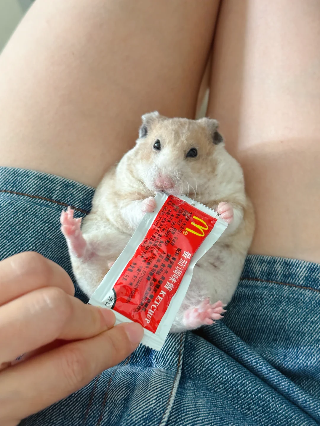 鼠鼠：妈妈，我今天吃到了麦当劳🍔