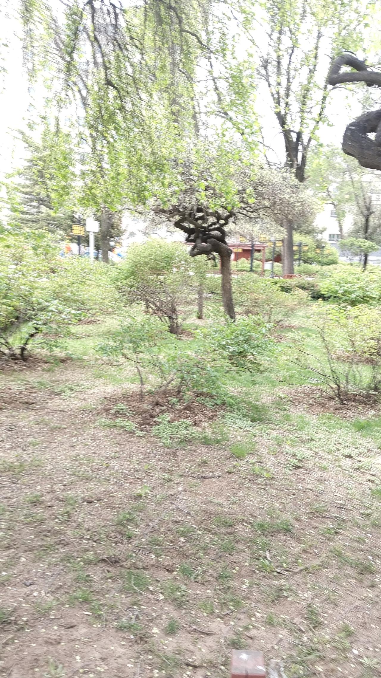 春日公园漫步，绿意盎然，生机勃勃。🌿🌸🍃