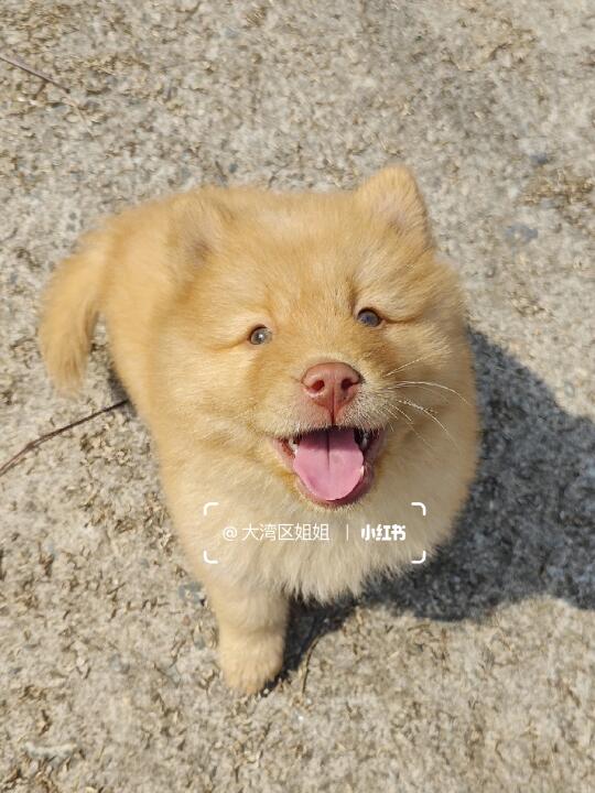 粉鼻子金色土松弟弟，大胆温顺可爱亲人。