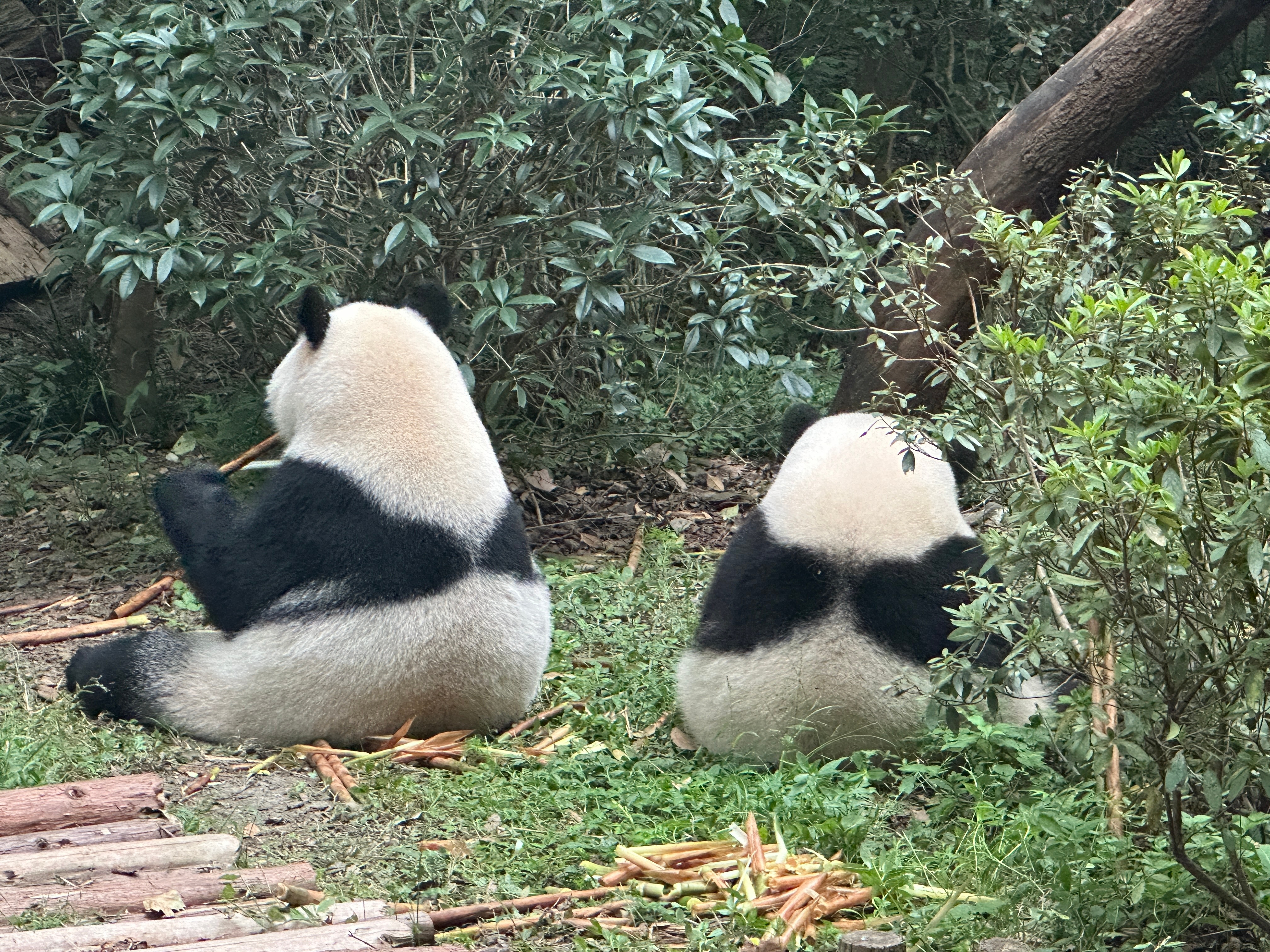 大熊猫和花[超话]  感谢让花叶两姐妹休高温假，麻烦给两姐妹在内舍和玻璃房增加丰