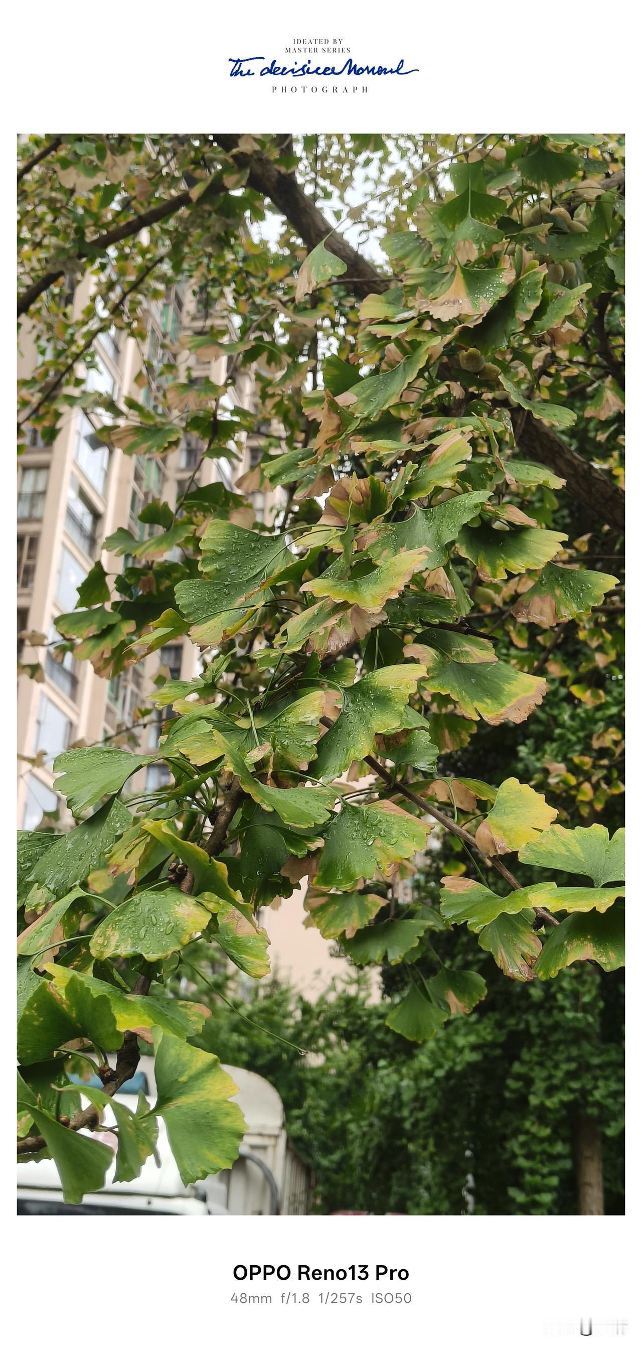 几场秋雨落下，夏的燥热悄悄褪去，秋天就这么悄无声息来到身边。路过小区楼下，抬头就