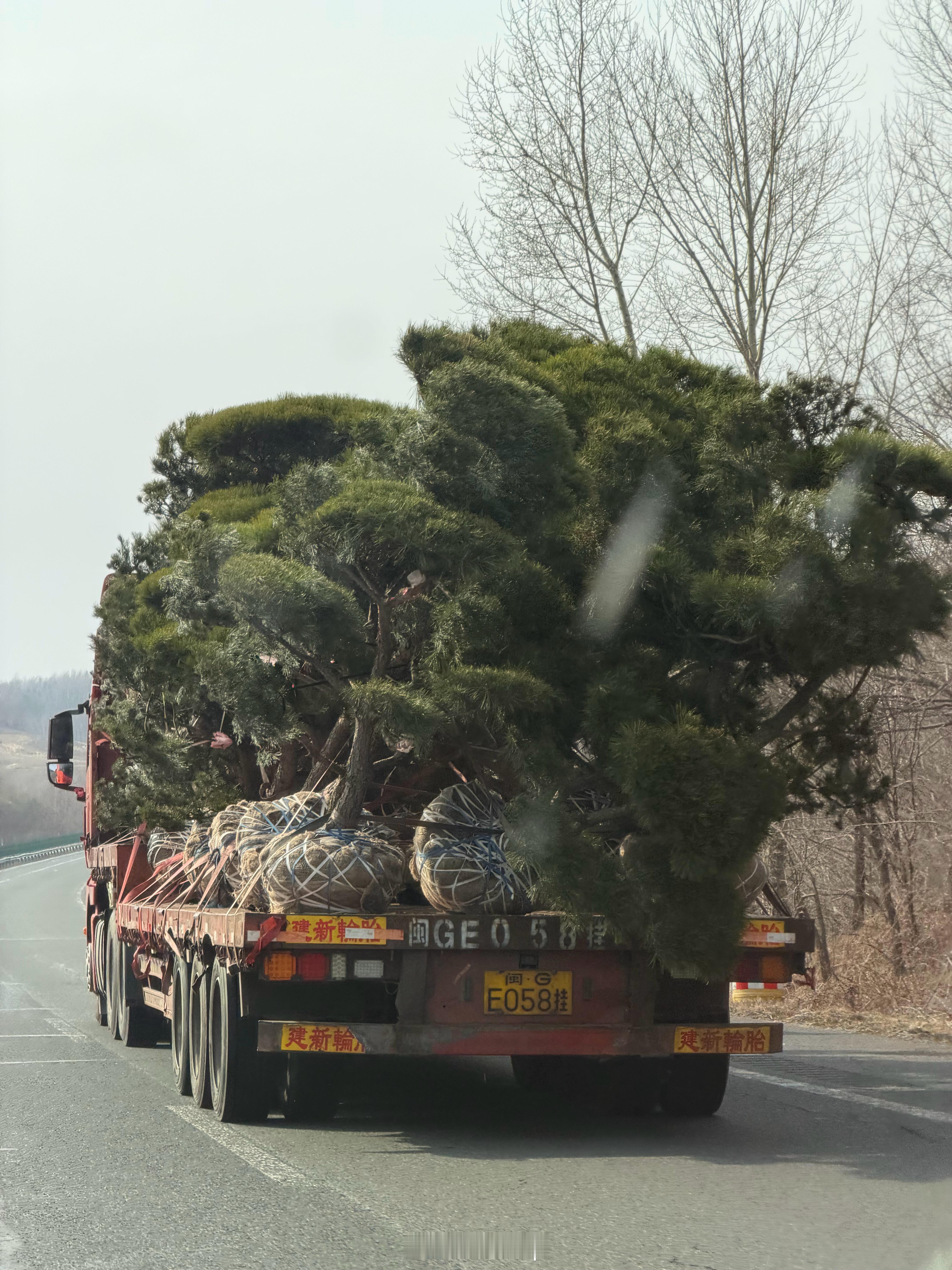 懂行的来说一说，这一车树值多少钱？ 