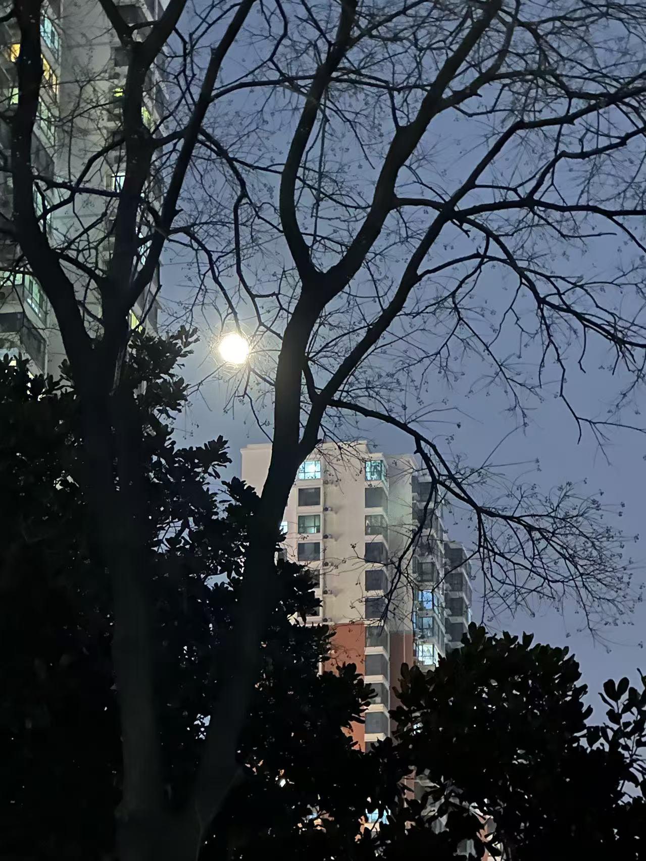 北园垂柳失颜色，入夜风寒正隆冬。
睡前诸事皆放下，醒后日出是重生。
      