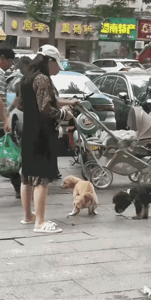 像这样的人跟她手里牵着的狗狗有啥区别？还配叫做人吗？