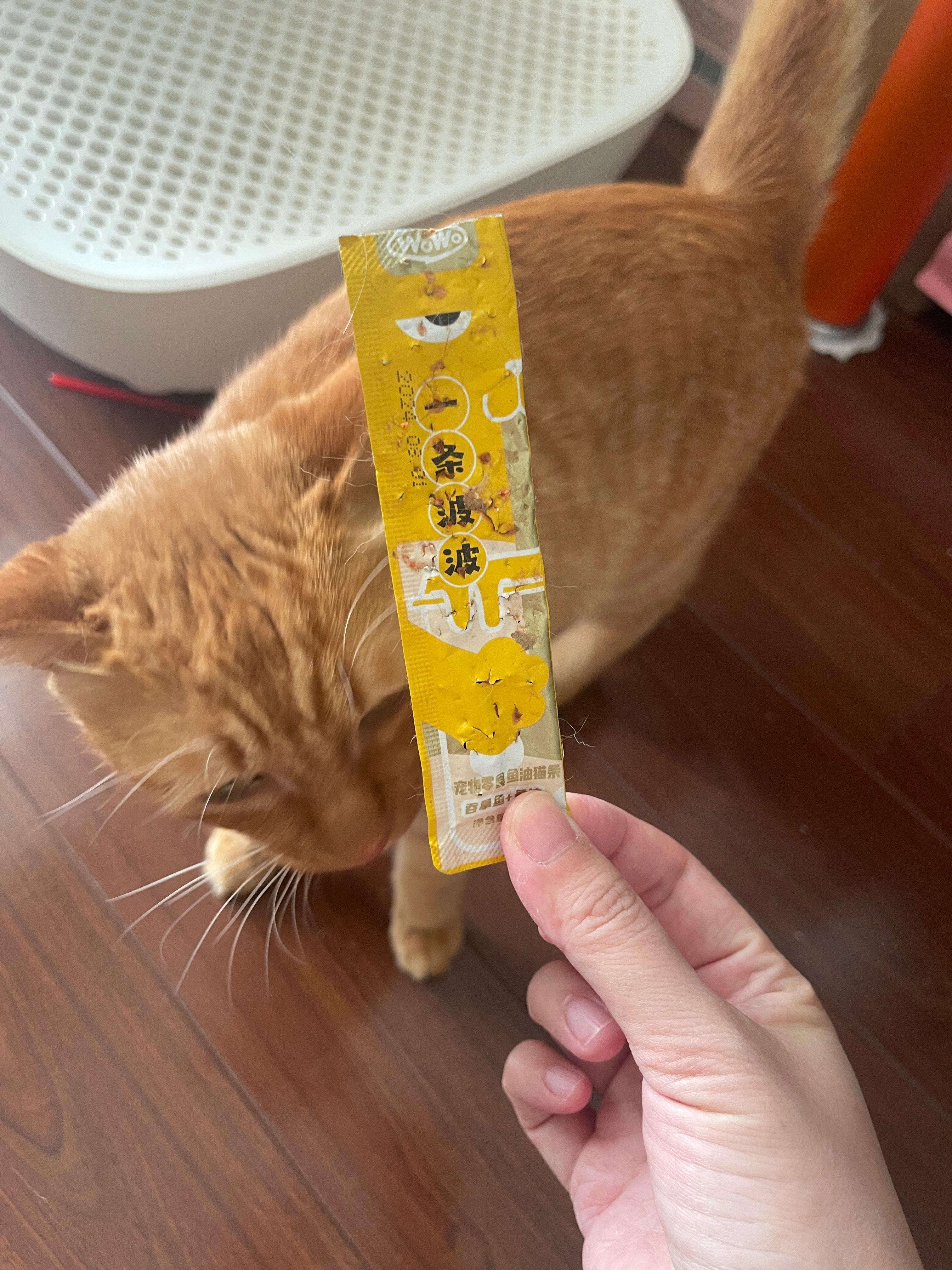 最近在给碗碗喂益生菌，昨晚夹在猫条里喂的，因为益生菌需要空腹，所以药片吃进去后就