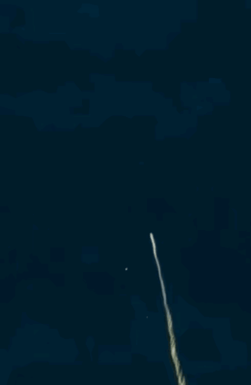 图1：不懂就问，它那比身体还要长的一根刺，能起什么作用？