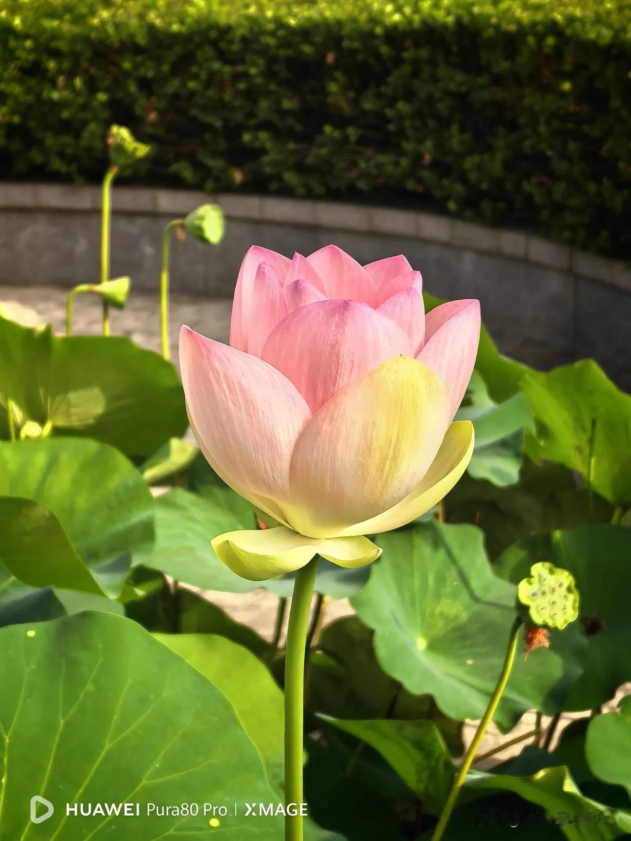分享手机里的花花草草五分钟前在小区拍的荷花，这也是今年第一次拍的荷花。感觉今年荷