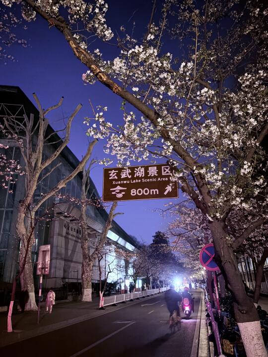 3.20鸡鸣寺樱花开了，本周末盛花期