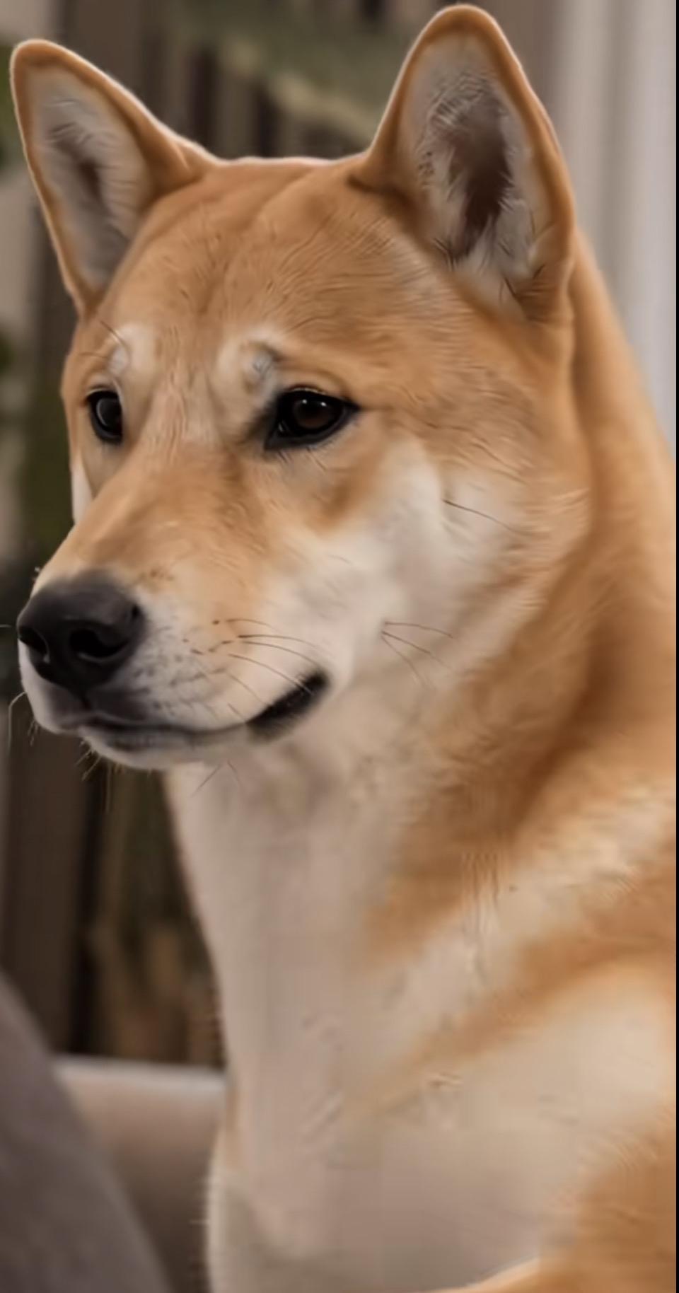 柴犬的温柔眼神，仿佛在诉说着什么故事