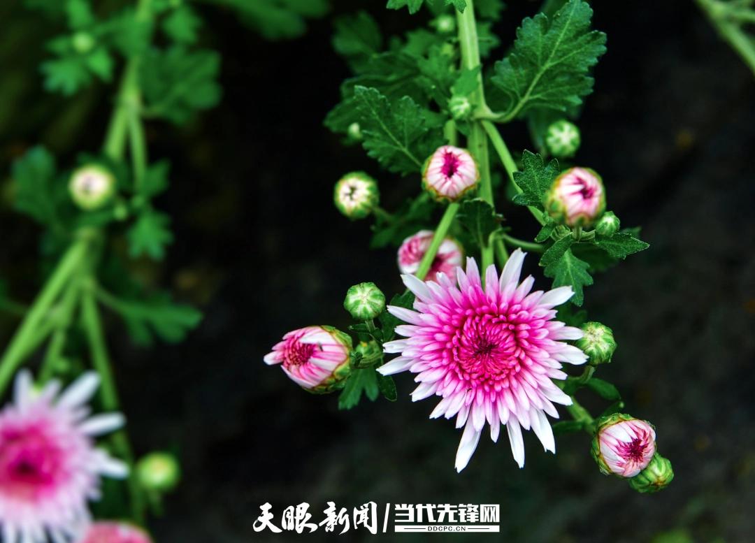 省农科院：引优育良 赋能菊花特色产业发展