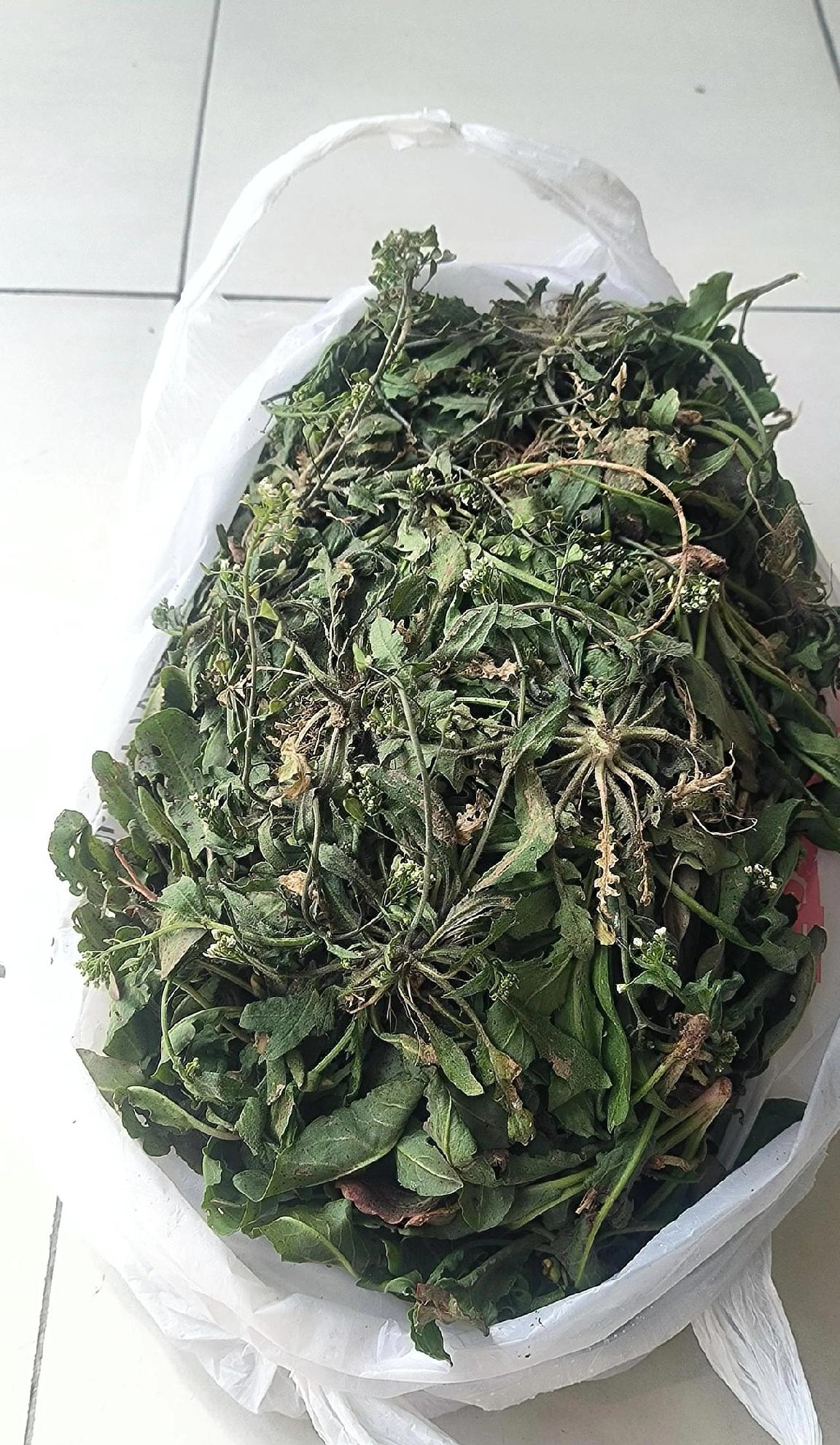 两大兜野荠菜，最后就蒸了一锅包子？ 

周日，和媳妇开着车到了保定瀑河水库。
