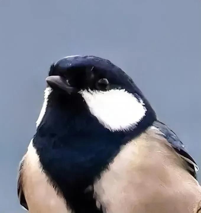 大山雀