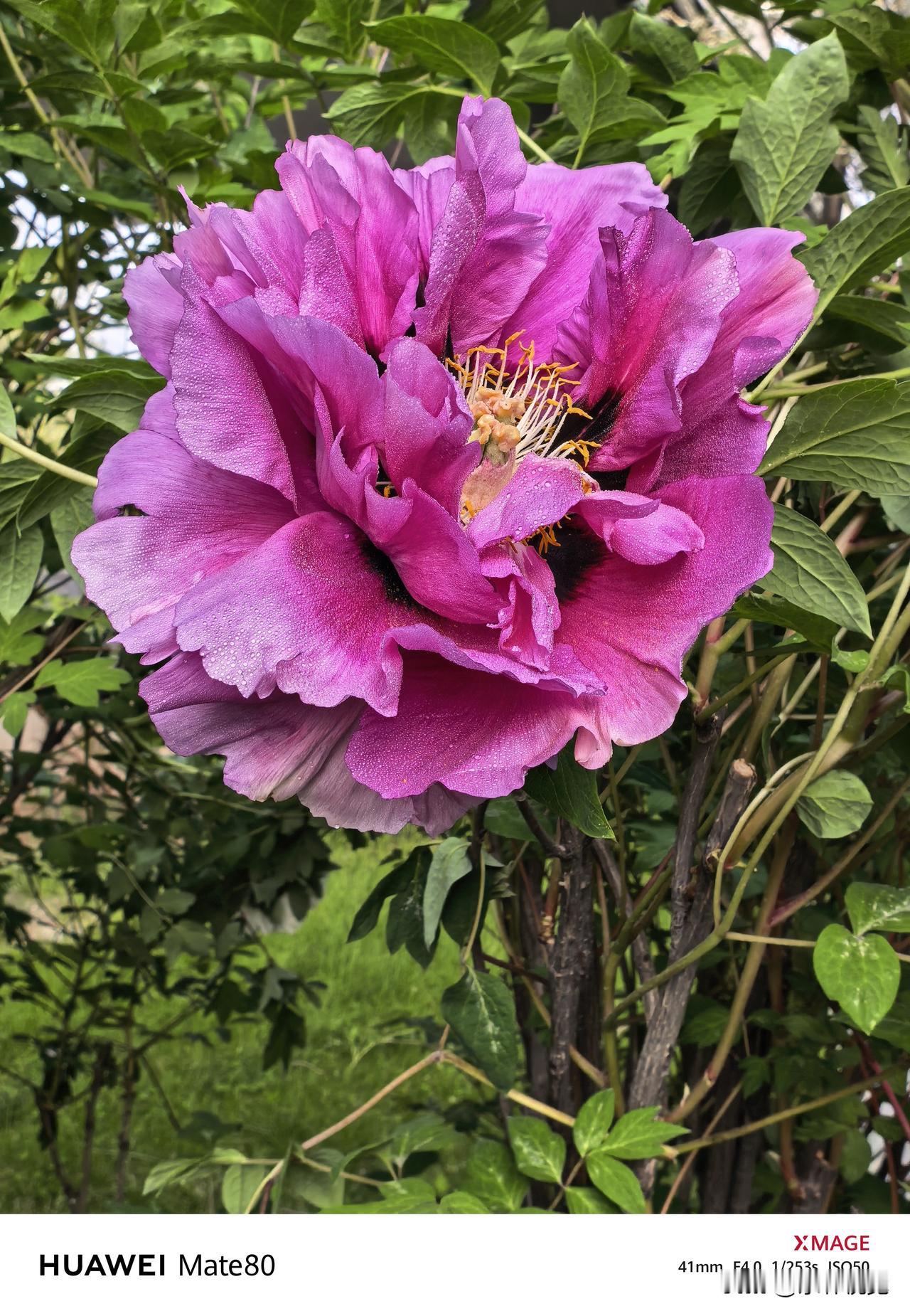 发一张你相册最近拍的花金城牡丹
