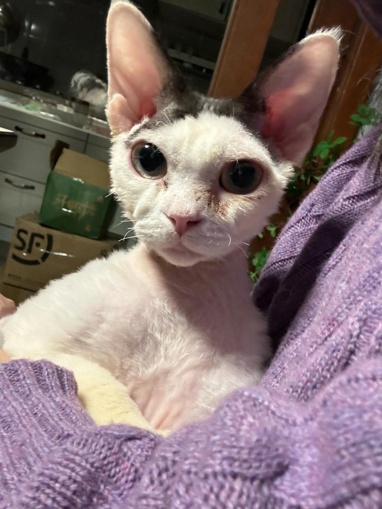 恼湿，宝宝困…了…
猫咪