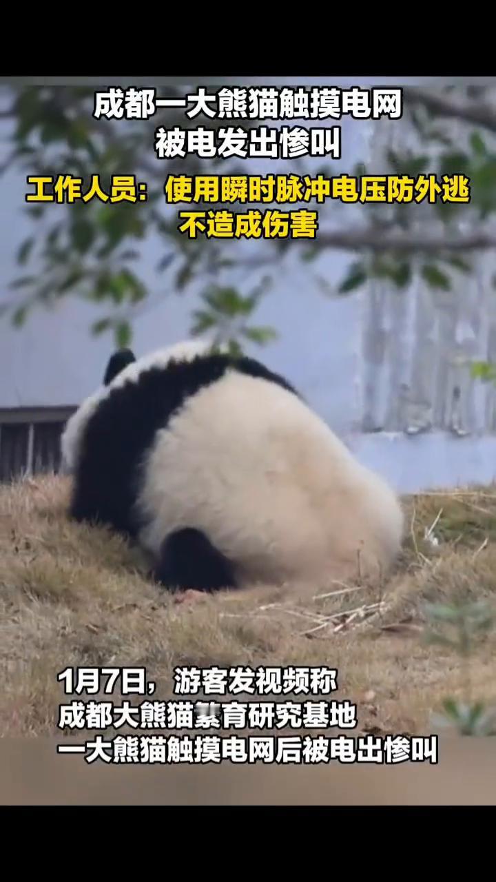 成都一大熊猫触摸电网被电发出惨叫。工作人员：使用瞬时脉冲电压防外逃，不造成伤害。