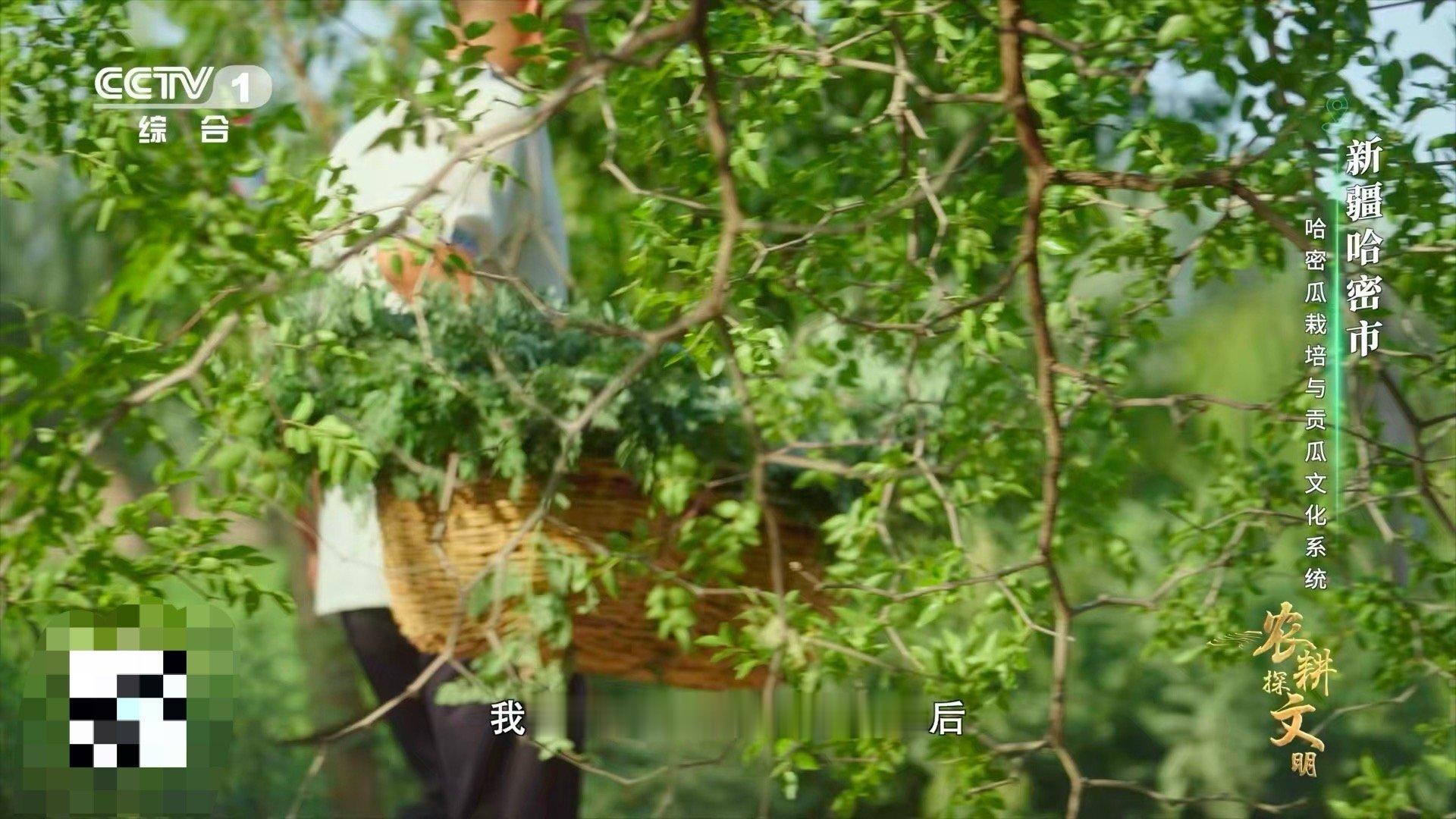 谁能想到，哈密的极致香甜，竟源于一种叫“苦豆子”的植物？人们将苦涩的苦豆子埋入土