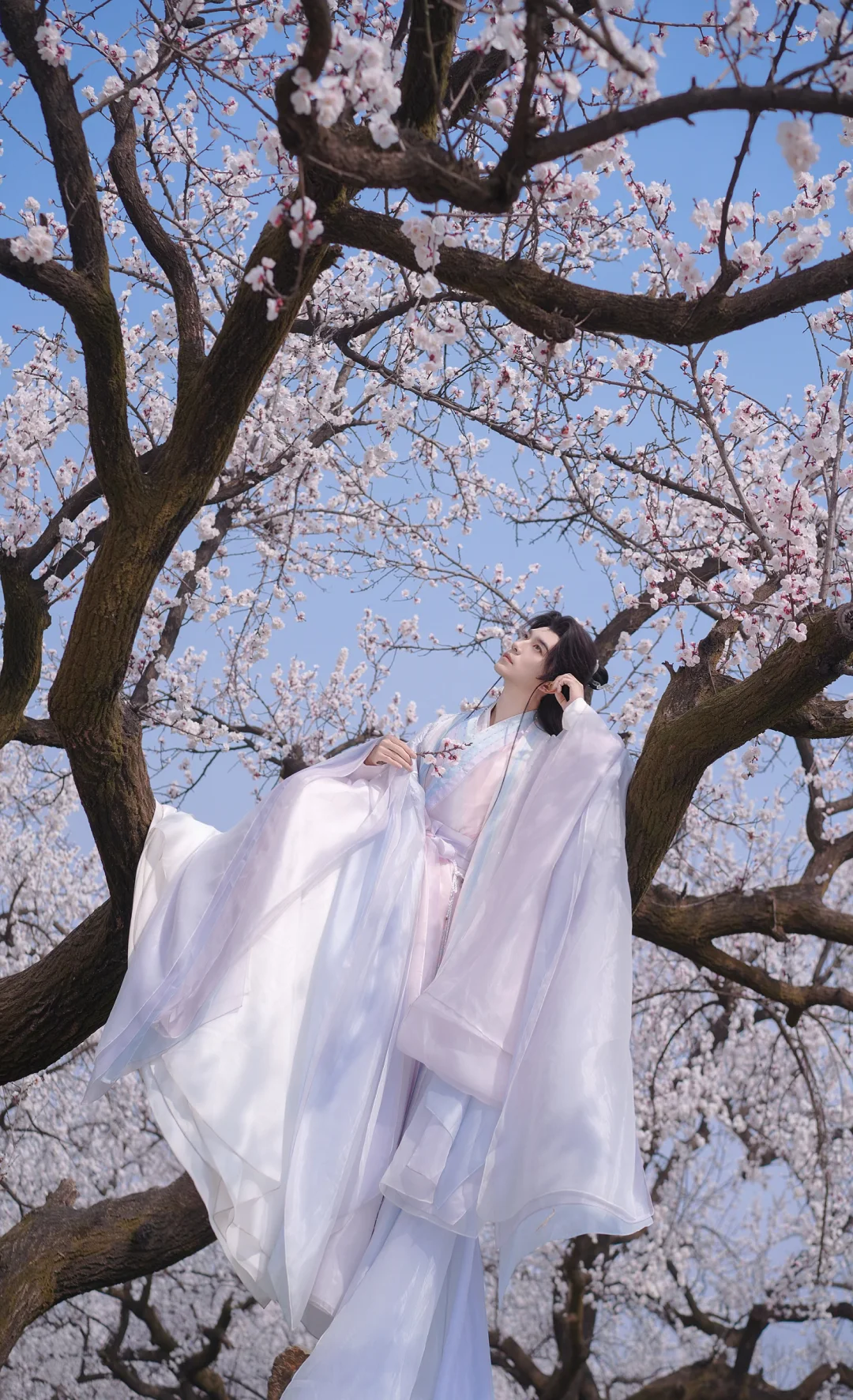 春日游，杏花吹满头