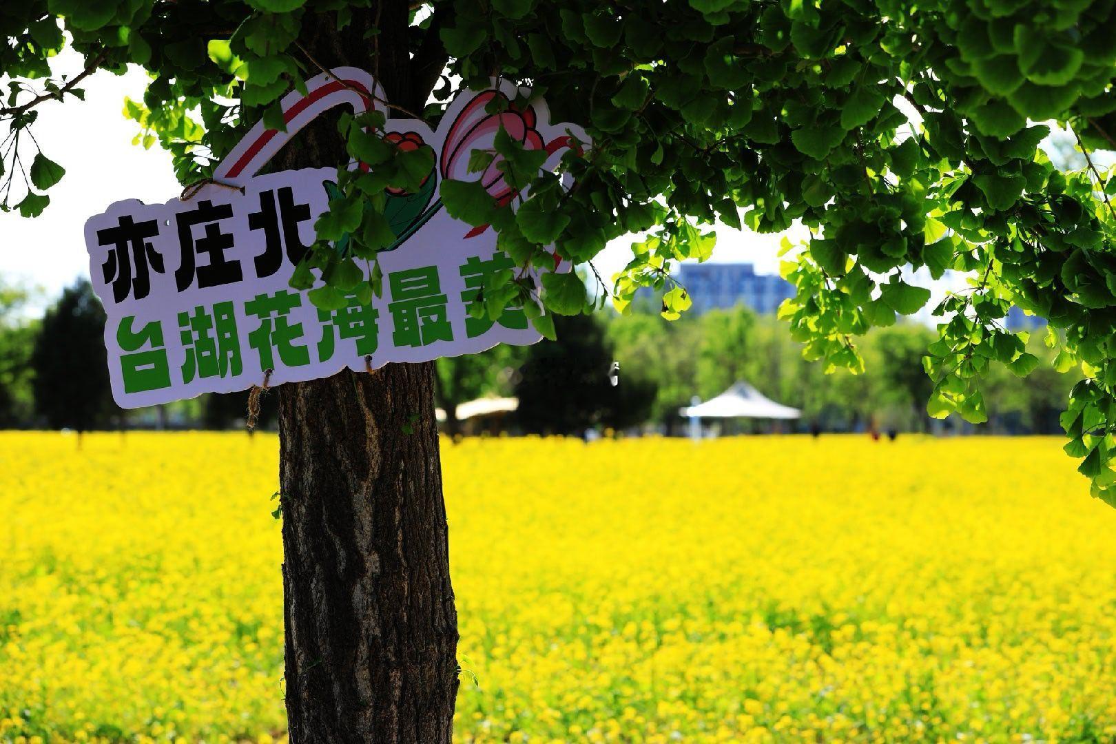 通州台湖油菜花海摄影