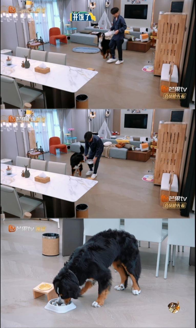 沙一汀还没睁眼就来喂狗 清醒全靠对圆圆的爱撑着！眼睛都没怎么睁开，摸狗粮、喂饭、
