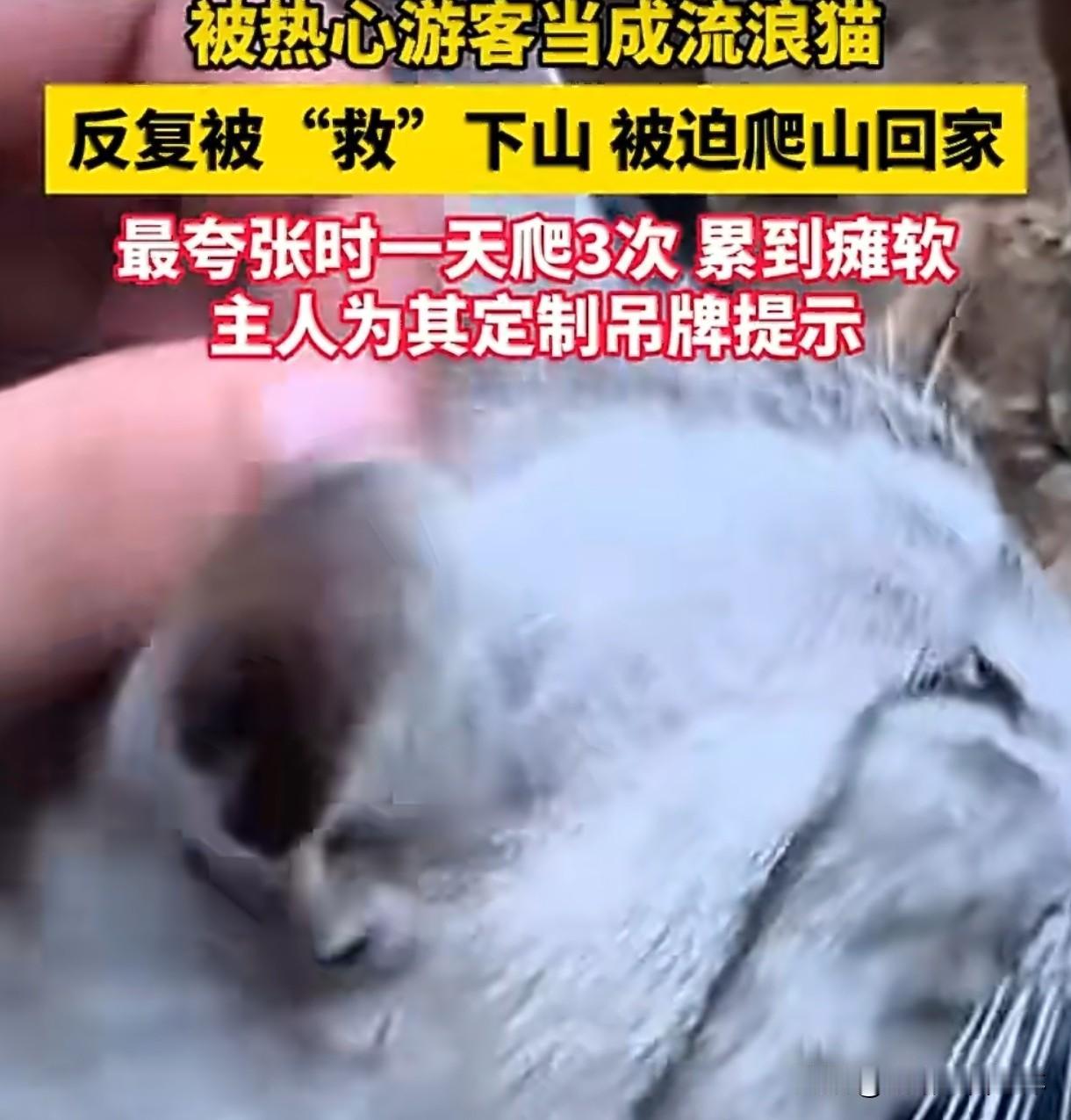 住在山顶的小猫1天被游客带下山3次 冤种日常笑翻全网
 
河南新乡的小猫豆豆火了