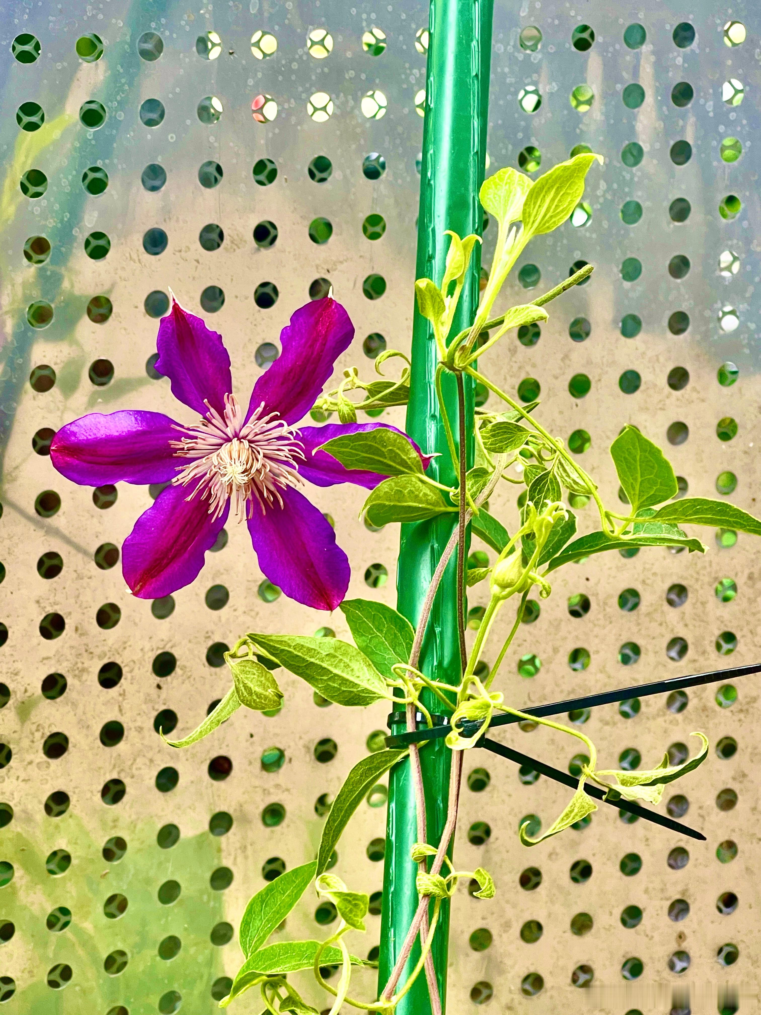 我把过季的把西瓜、香瓜、黄瓜、南瓜藤全扯了，种了新菜，葡萄越来越熟了，自然熟散落
