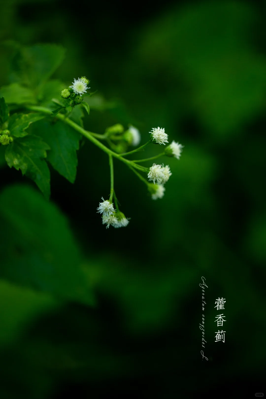 藿香蓟