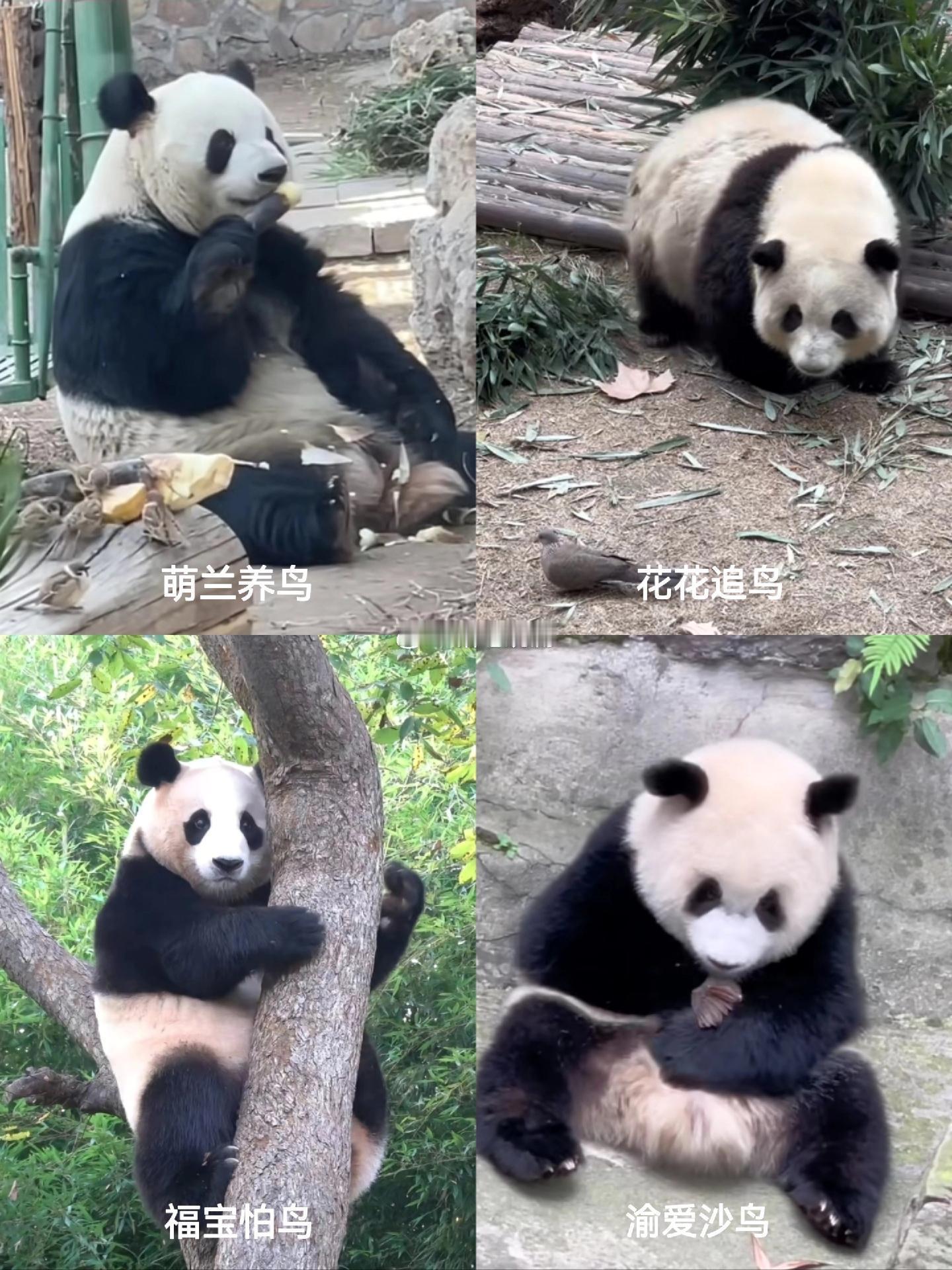 萌兰养鸟 花花追鸟 福宝怕鸟 渝爱沙鸟 ​​​
