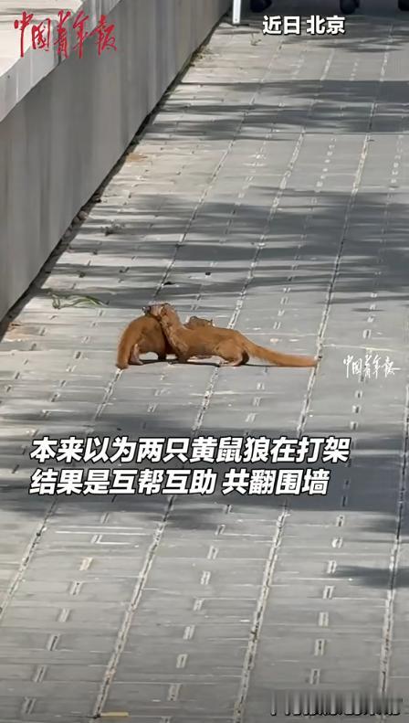 “太有灵性了！”北京一女子逛街偶遇2只黄鼠狼，紧紧抱在一起翻滚，起初她以为它们在