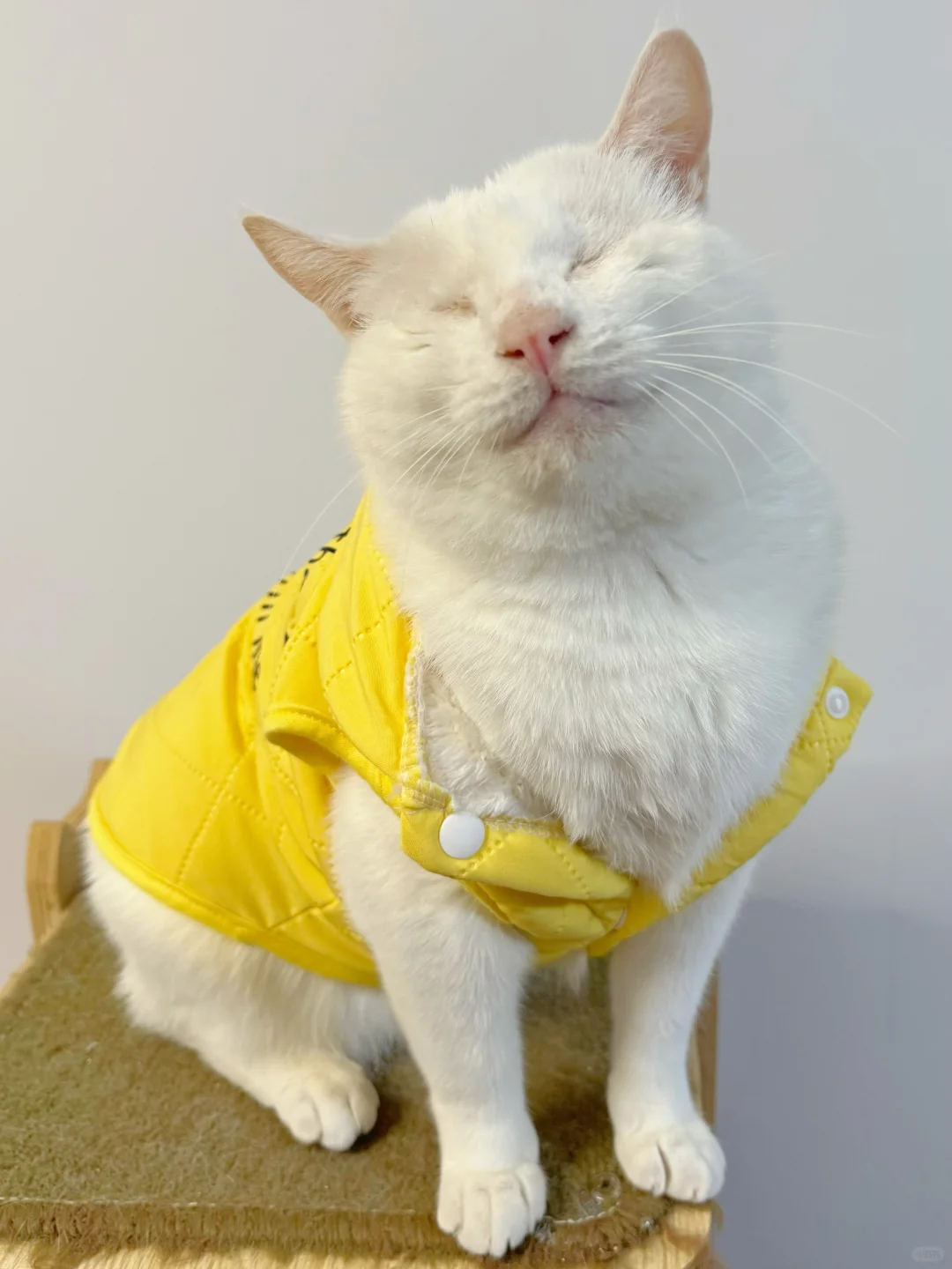 不知道这个深V有没有开到ee心趴上