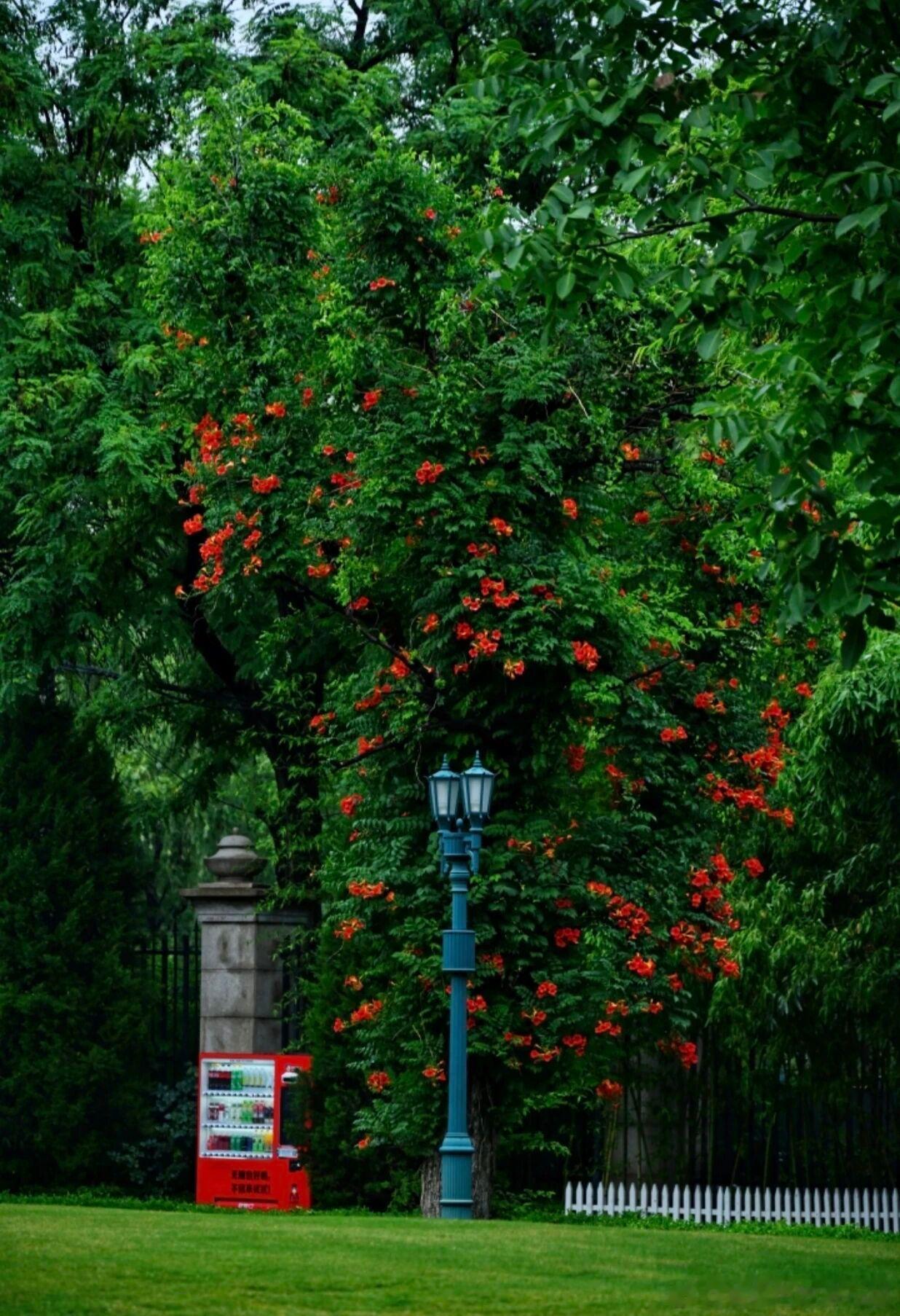 北京京顺园公园的凌霄花迎来盛花期🔥 火红花瀑倾泻而下，配上法式长椅、路牌，电影