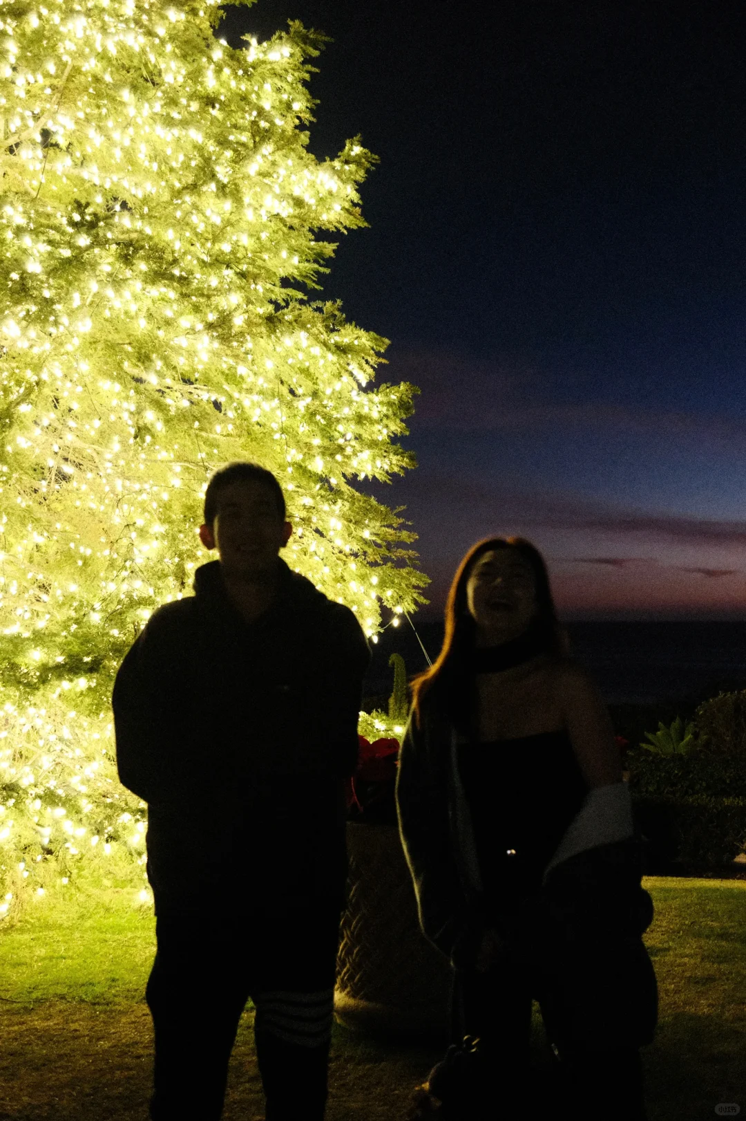尔湾圣诞｜湾区人也来打卡海边圣诞树啦～🎄🌄