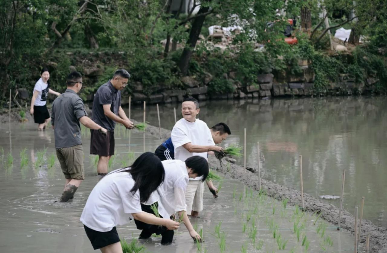 马云 携阿里一众高管：插秧见初心：企业与投资，皆需深耕方有收获！

马云携阿里一