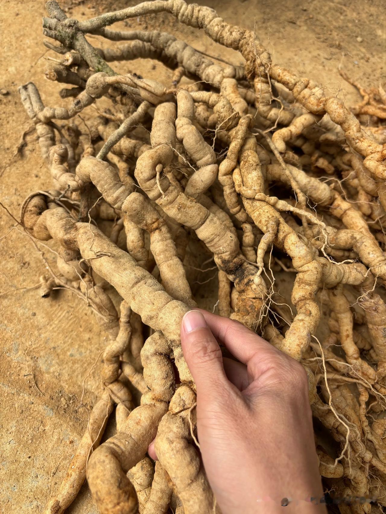 巴戟天中的极品！懂的都懂，年份足够的老巴戟天用来煲汤浸酒真喺一流！#巴戟天# #