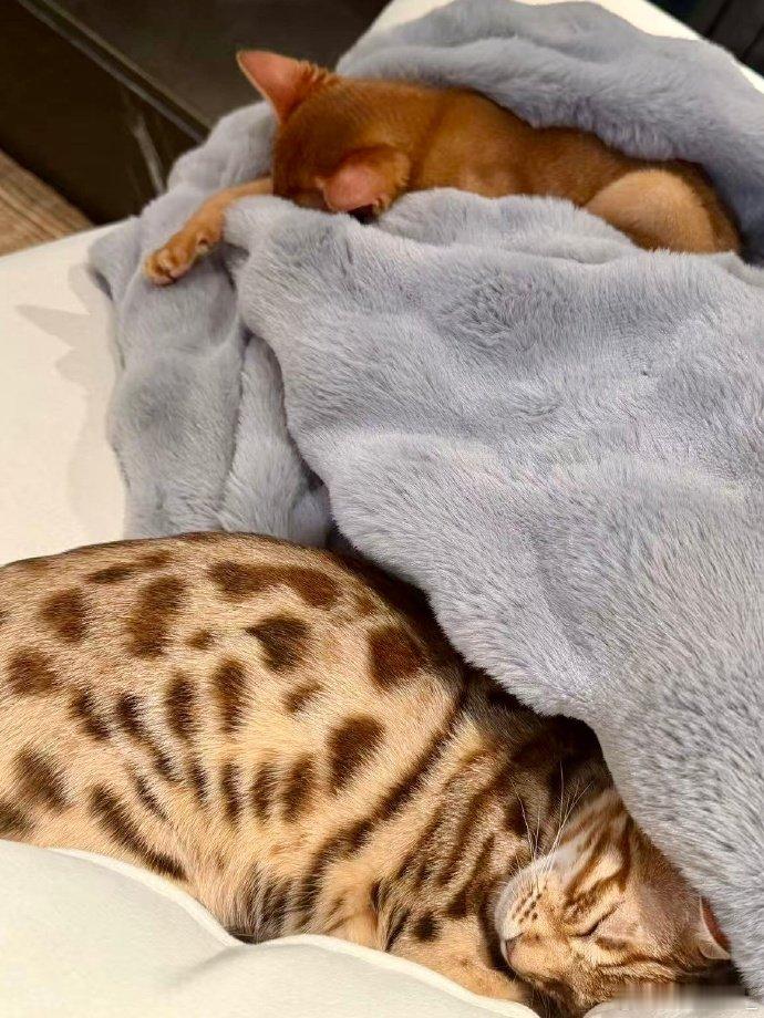 梓渝和小猫合照 梓渝和小猫合照，梓渝分享日常碎片 