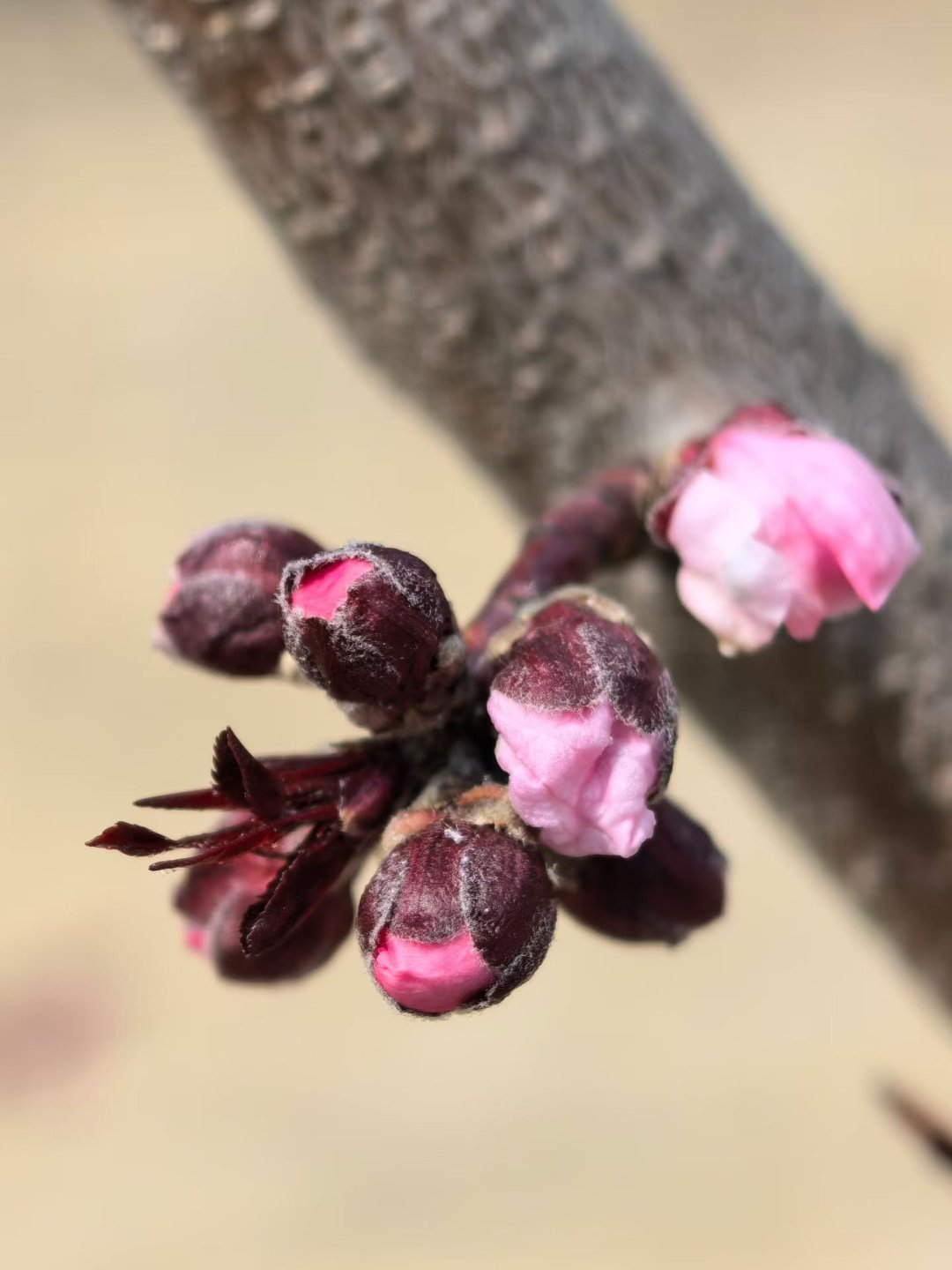 人间四月天，春浓花正好，碧波更添娇。 