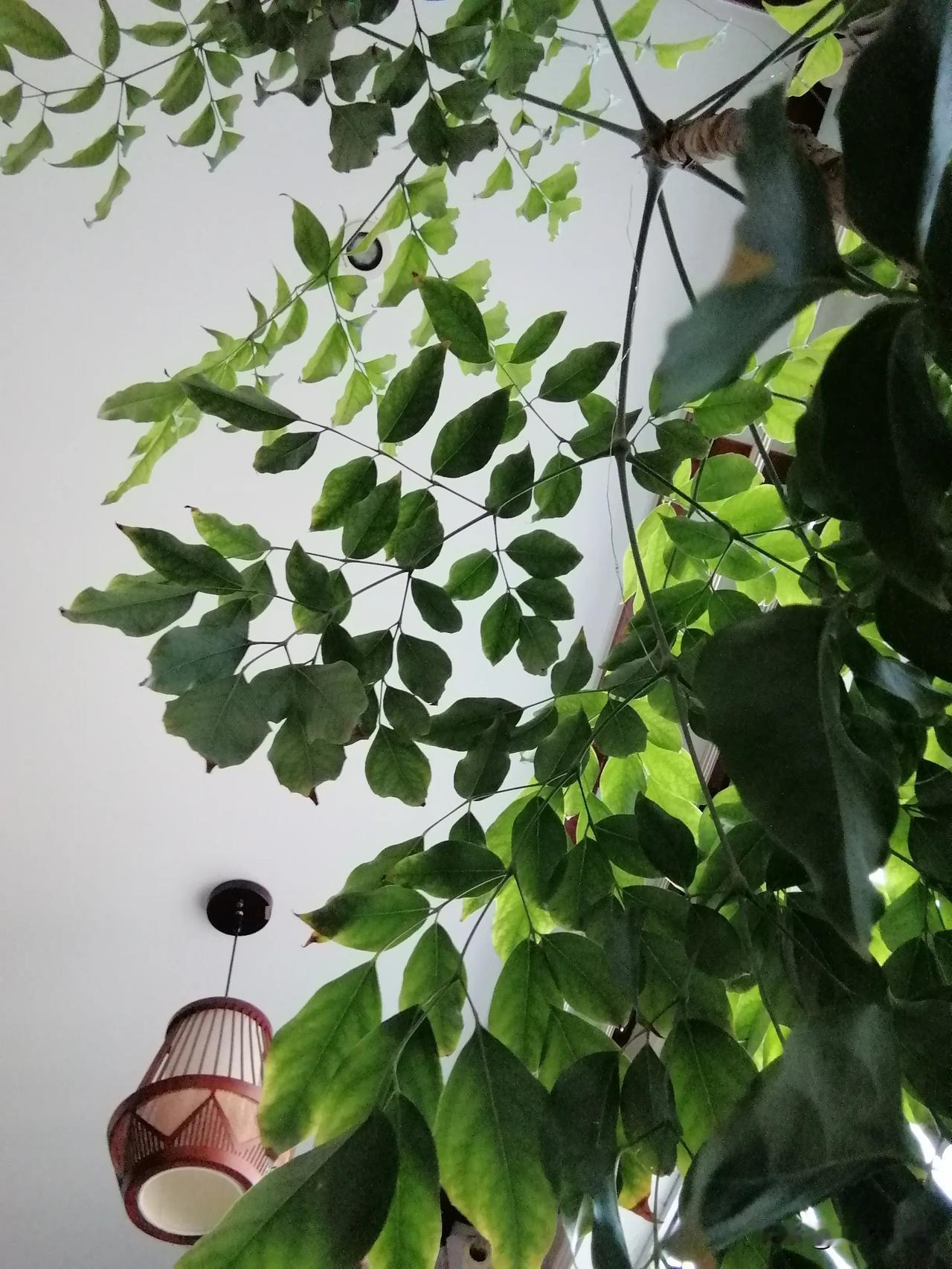 回家两天，腰粗了一圈。
晚上老爸老妈就开始安排第二天怎么吃。
早餐，甜浆（黄豆面