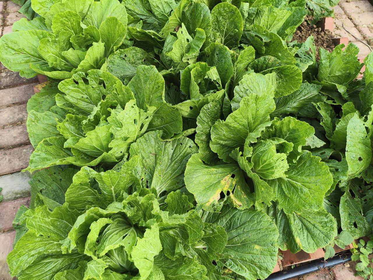 这是我种的大白菜，马上就要包心了。
朋友来了说让我现在就打药，我认为我自己种的菜