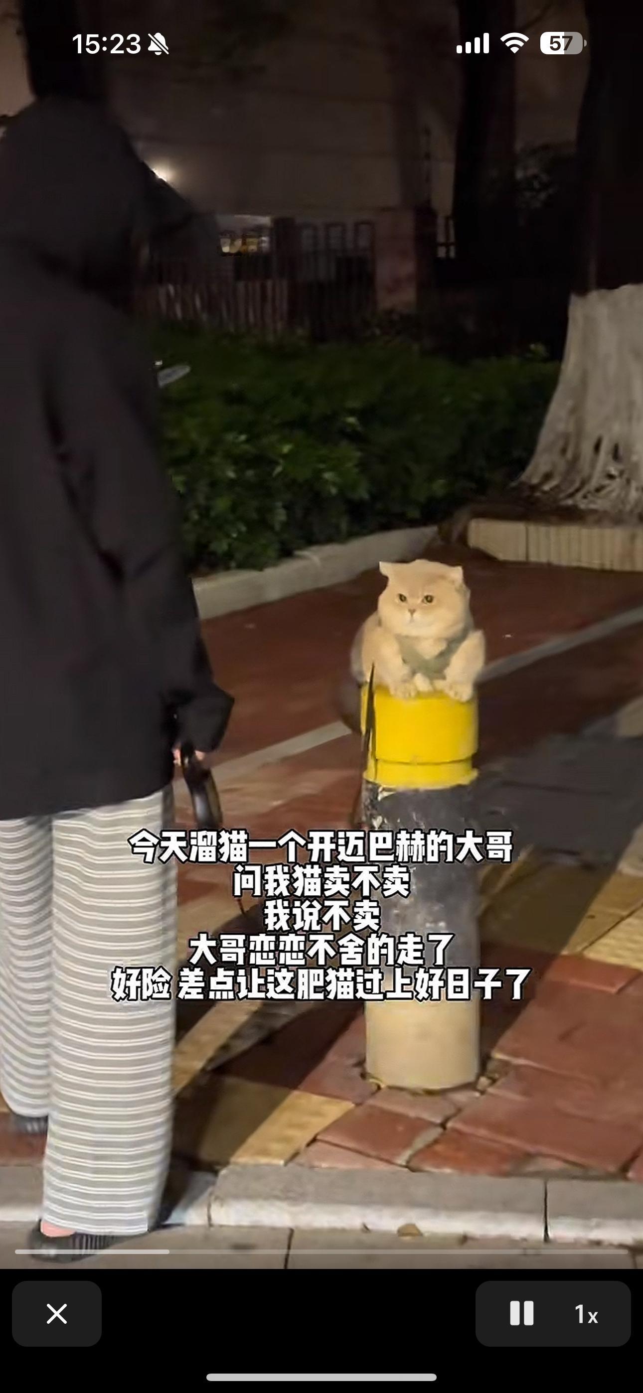 猫：我差点过上好日子了人：差点让它过上好日子 ​​​