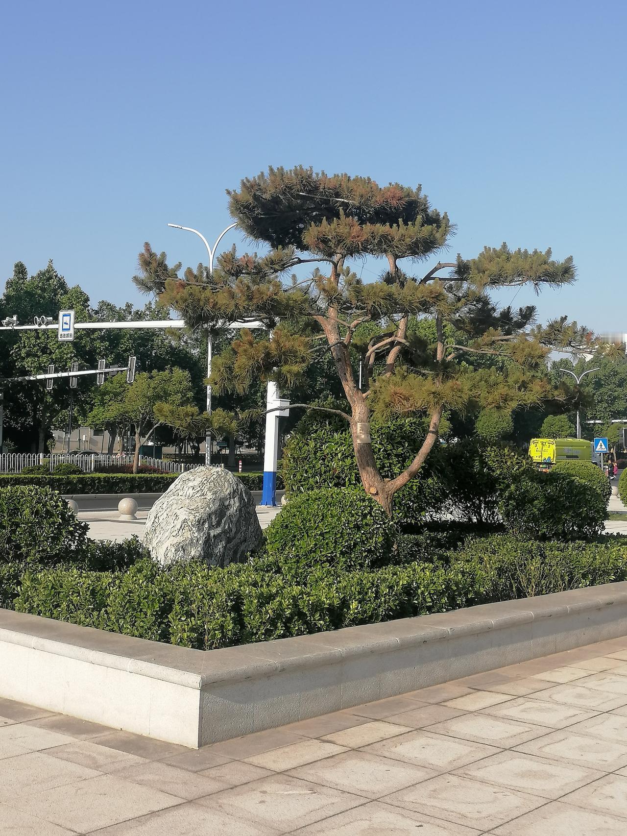 随手拍公园的花草每天晚饭后，我都会选择在住所周边道路休闲绿化带或口袋公园遛弯。我