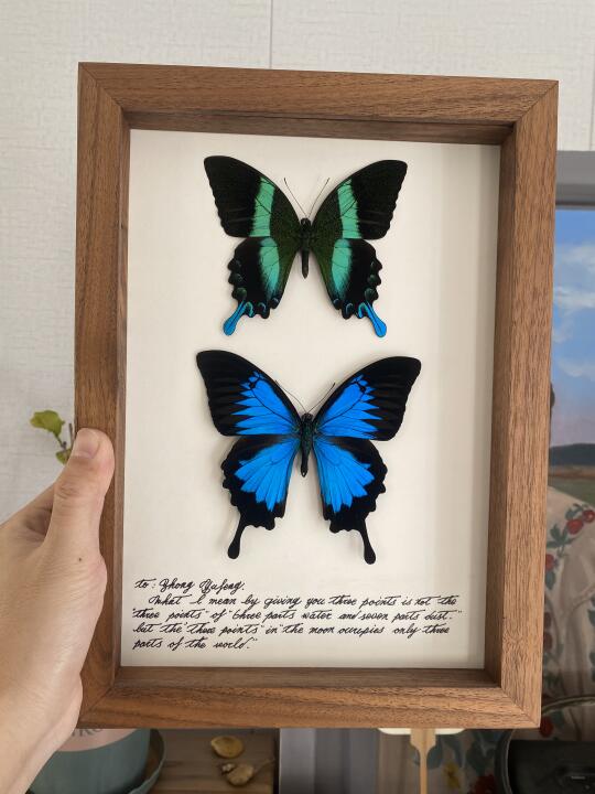 天堂凤蝶与爱神凤蝶的组合