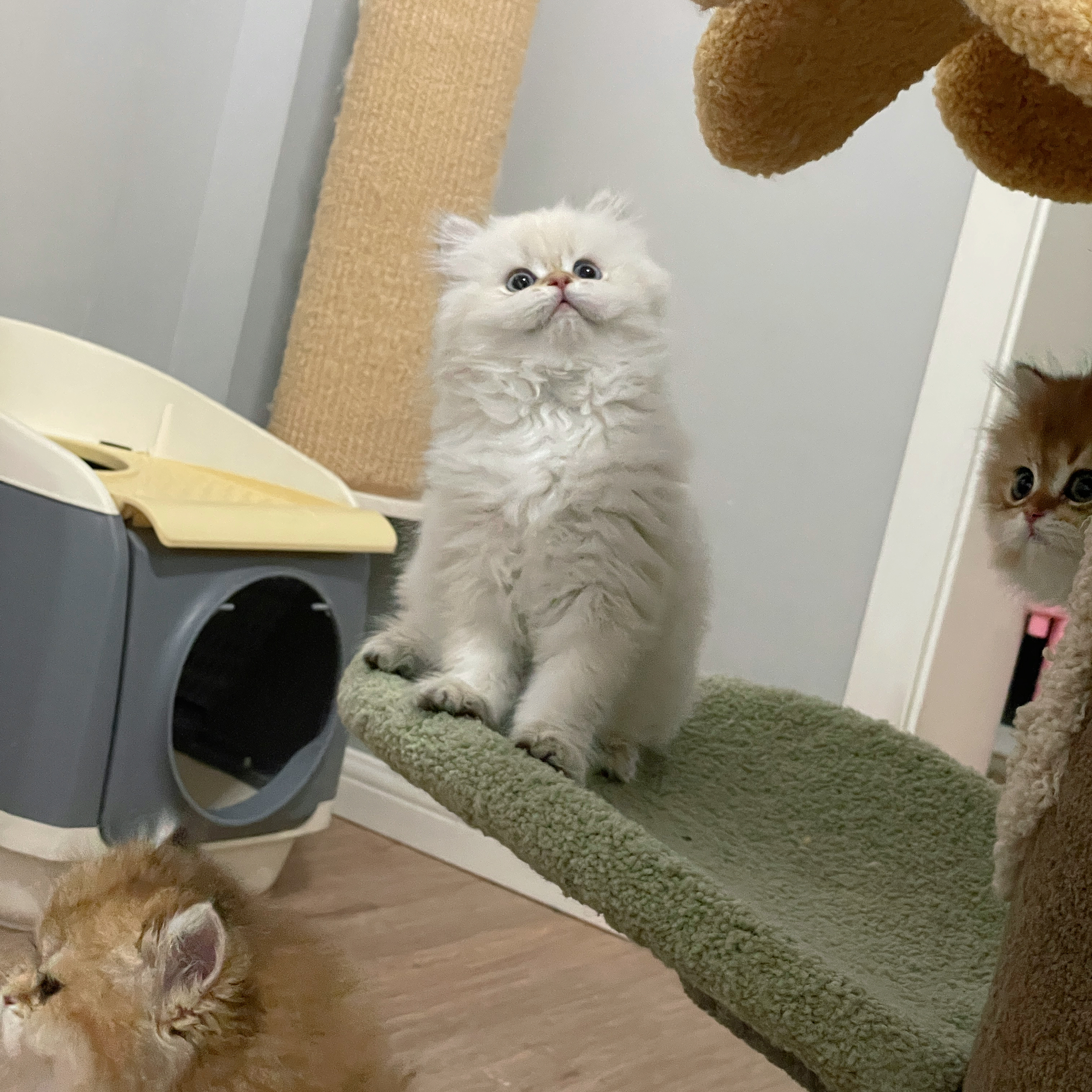 晚安#金点##英国长毛猫# ​​​