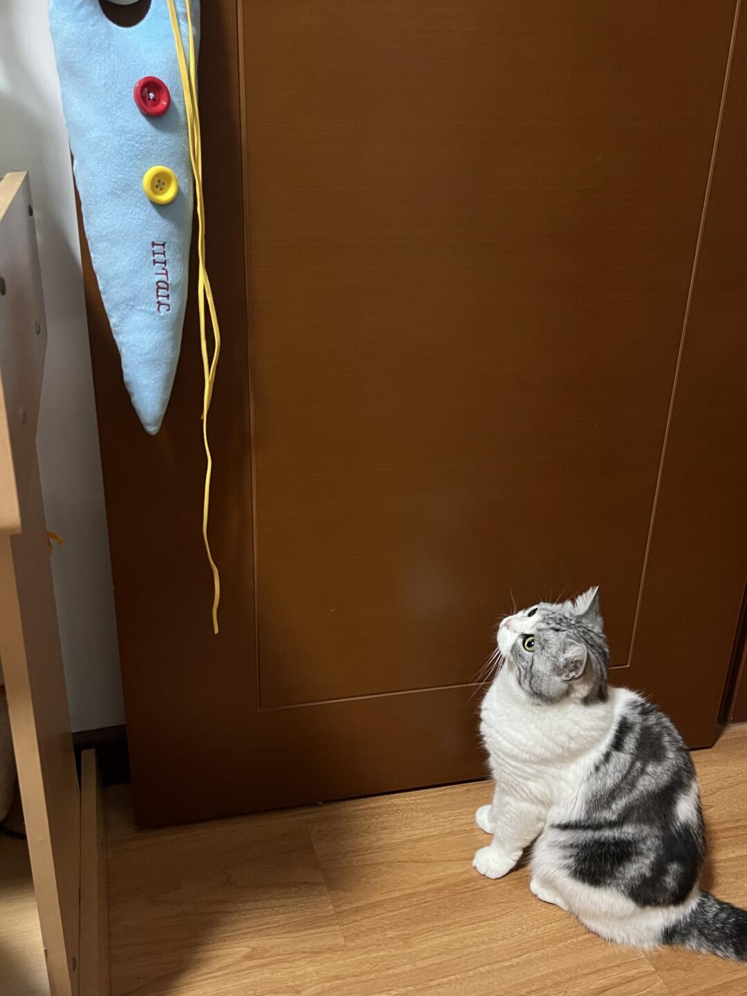 小猫咪和她的漂亮玩具🧵