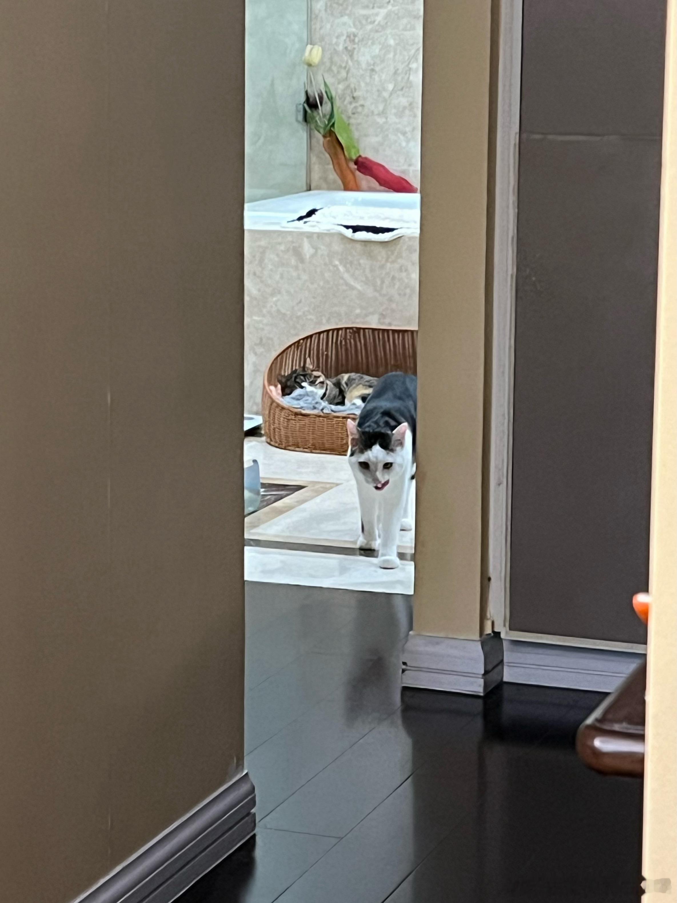 为什么舔着舌头出来了！！？ 