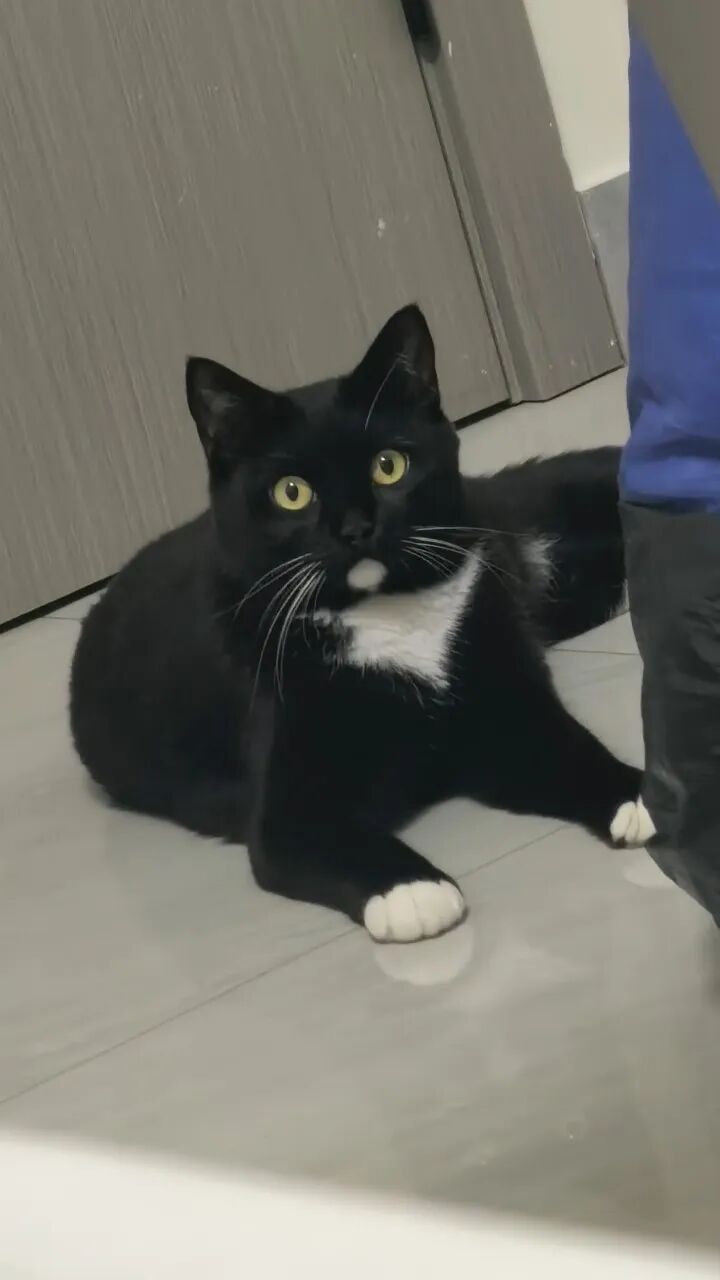 春节宠物喂养需求激增！95后女生9天接100多单赚8500元