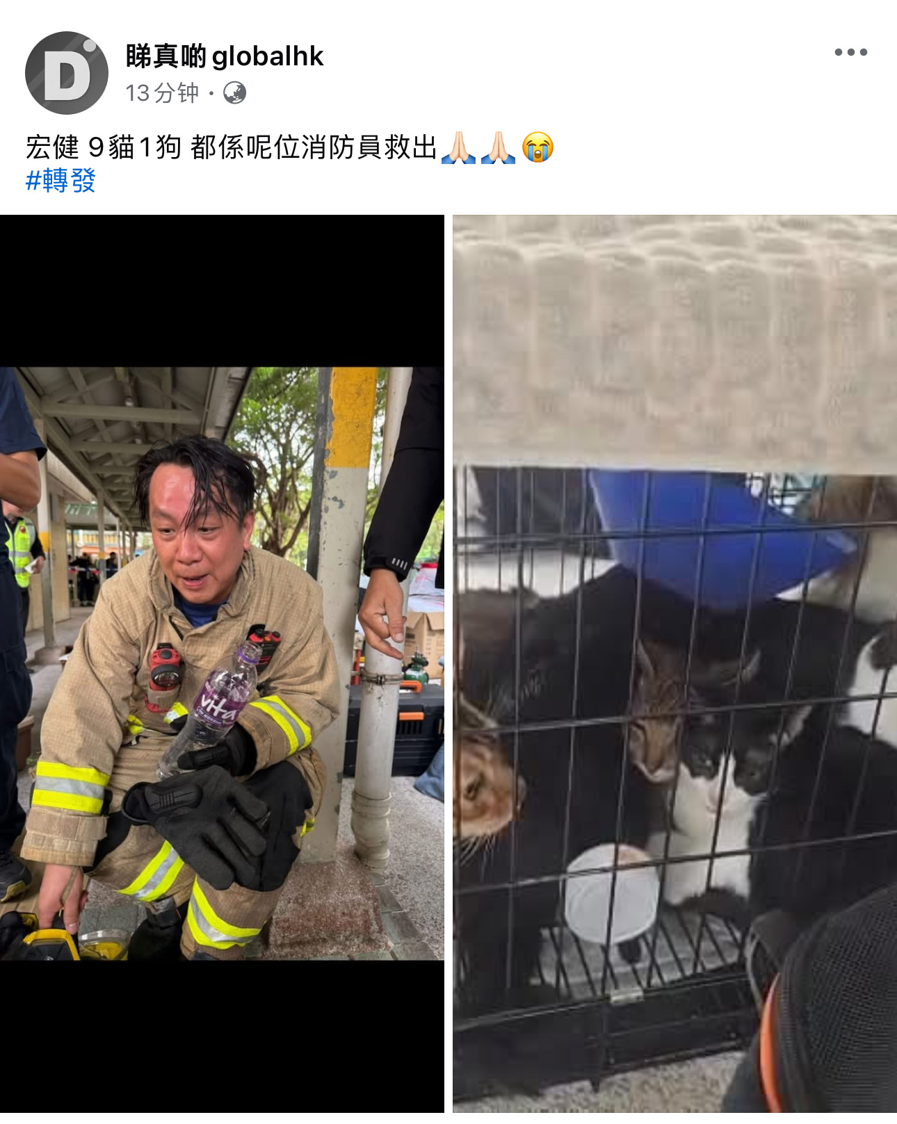 毛孩子们也没有被放弃