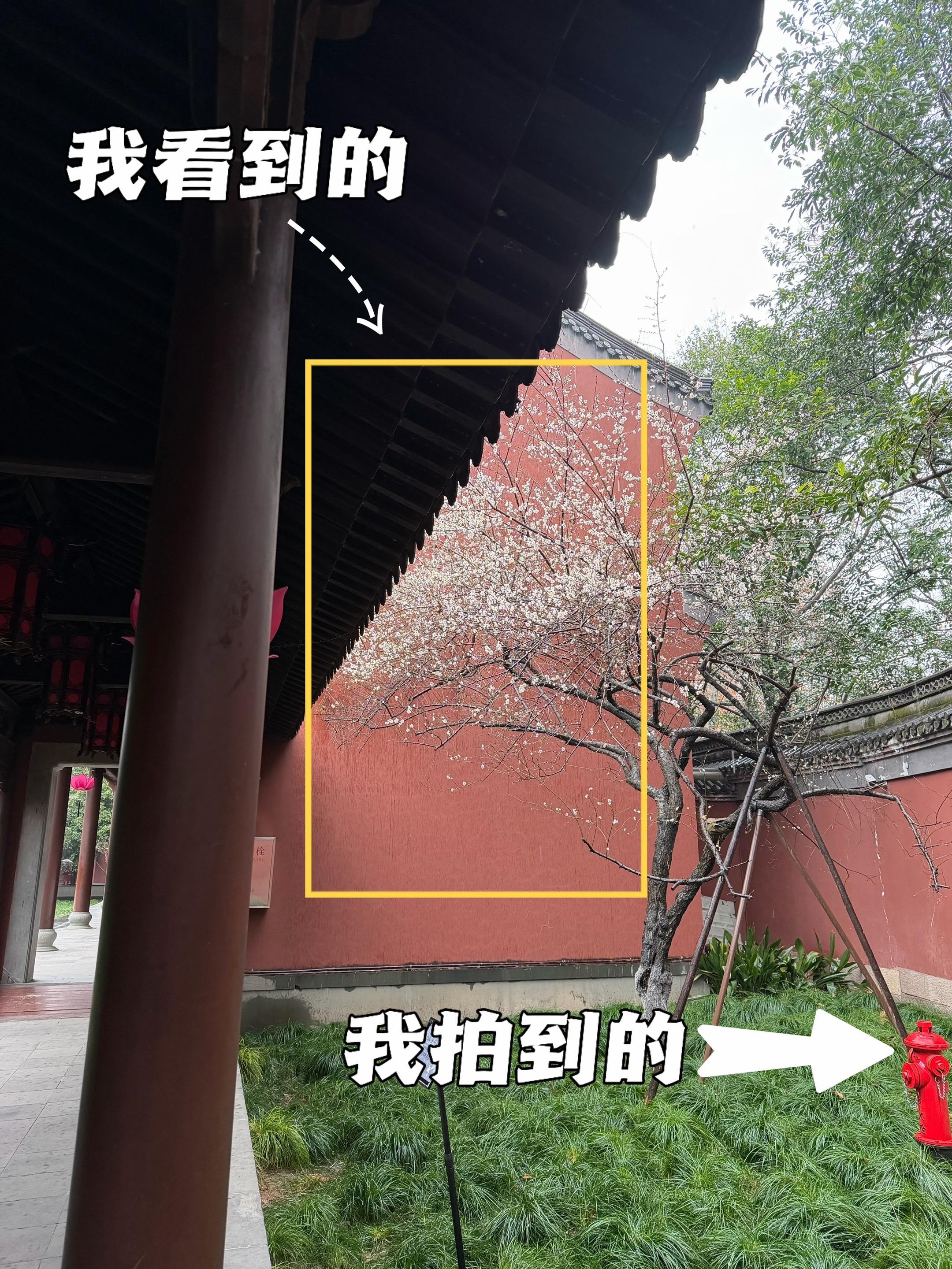 太平年｜我看到的白梅VS我拍到的白梅。地点：杭州钱王祠 📷：r8+85mm