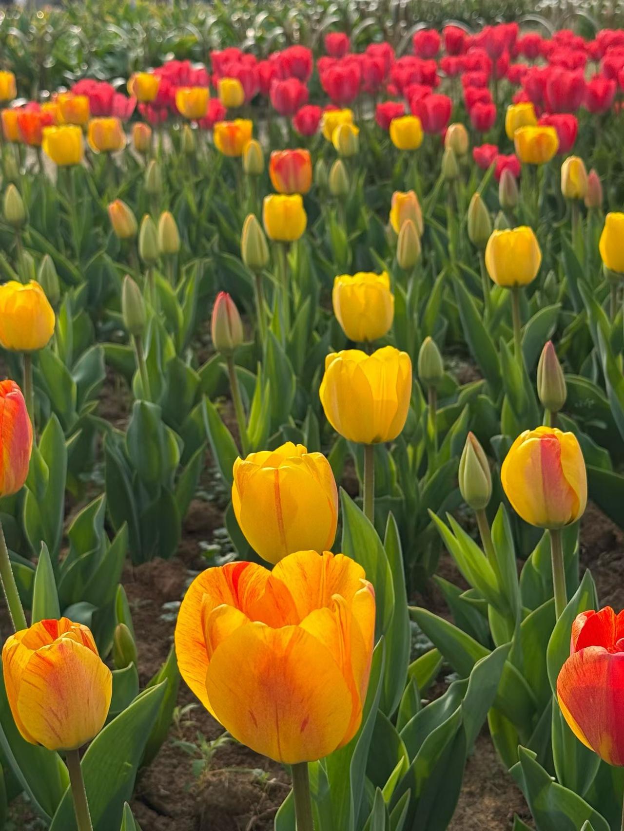 沧州的春天，是运河边悄悄冒头的绿芽，是浮阳大道一夜开成粉云的海棠。风一吹，花瓣飘