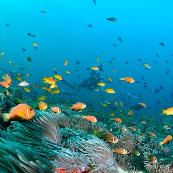 深海藏十艘日本航母，百年沉船成野心铁证，警示了谁？
 
声纳扫描画面里，太平洋5