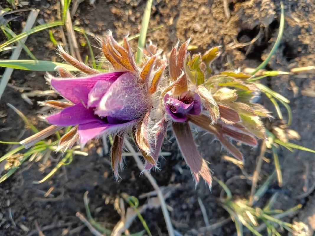 一株野花，花谢后结出的果实像老翁的白发，随风轻摇。
白头翁正从山坡田野，被移进一